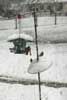 Birds-in-Snow-#3_edited~0.jpg
